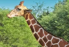 animals giraffes 1600x1200 wallpaper Art HD Wallpaper
